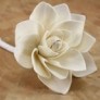 sola flowers 11